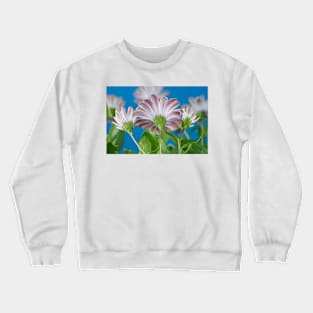 Osteospermum  Serenity White = &#39;Balserwhit&#39;  African daisy  Serenity Series  Back of flowers Crewneck Sweatshirt